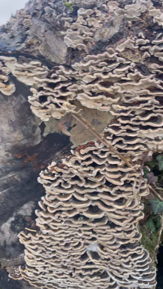 Mushroom moon medicine 🍄🌕
It was full moon this week and I’ve been making super-charged medicine again! Turkey tail mushrooms (Trametes versicolor) can be found in Scotland over winter but December through to February seem to be its peak time. Be careful with identification of this one, it has a few lookalikes (but nothing poisonous). A good identification book is key…
This common fungus is a deep and powerful healer. It’s polysaccharides (such as PSP and PSK) have a powerful effect on the immune system, helping to support people with viral infections such as HPV. It is used in China alongside conventional medicine for cancer treatment. I often use it in my practice in this way as research has shown it can help to improve efficacy of radiotherapy and chemotherapy and reduce side effects associated with these treatments.
Polysaccharides are water soluble so it’s important to use a water based extraction method to get the most from your Turkey tail mushrooms. It’s also important to break down the tough cell membranes to allow the active ingredients to be extracted properly. To achieve this, I dry, then grind the fruiting bodies and I make a long decoction (heat in water for several hours) which I then preserve with alcohol to make a decocted tincture. You don’t have to add alcohol to Turkey tail, you could just use the decocted liquid as a stock base for soups or pour into ice cube trays and freeze, then pop one out as a dose when you need it. I tend to process my Turkey tail soon after harvesting and drying as they are prone to infestation. This lot were found on a log which was destined for firewood, and so, very enthusiastically harvested!
There’s more information on Turkey tail, including recipes in my book Scotland’s wild medicine (link to purchase from my website or in independent book shops).
.
.
.
.
#medicinalmushrooms #wildmushrooms scotlandswildmedicine #herbalmedicine #foraging