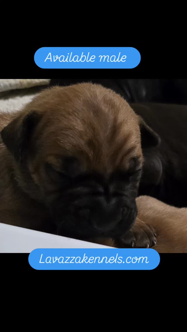 #dogsofinstagram #canecorso #akc #doglife #cutedogs