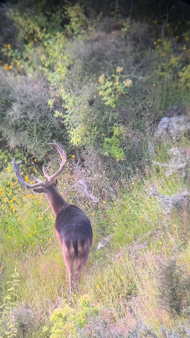 Fat fallow buck caught mid snack, few more weeks they will be starting to rut! #southislandhuntingnz #hunting #fallow #huntingseason #huntingnewzealand