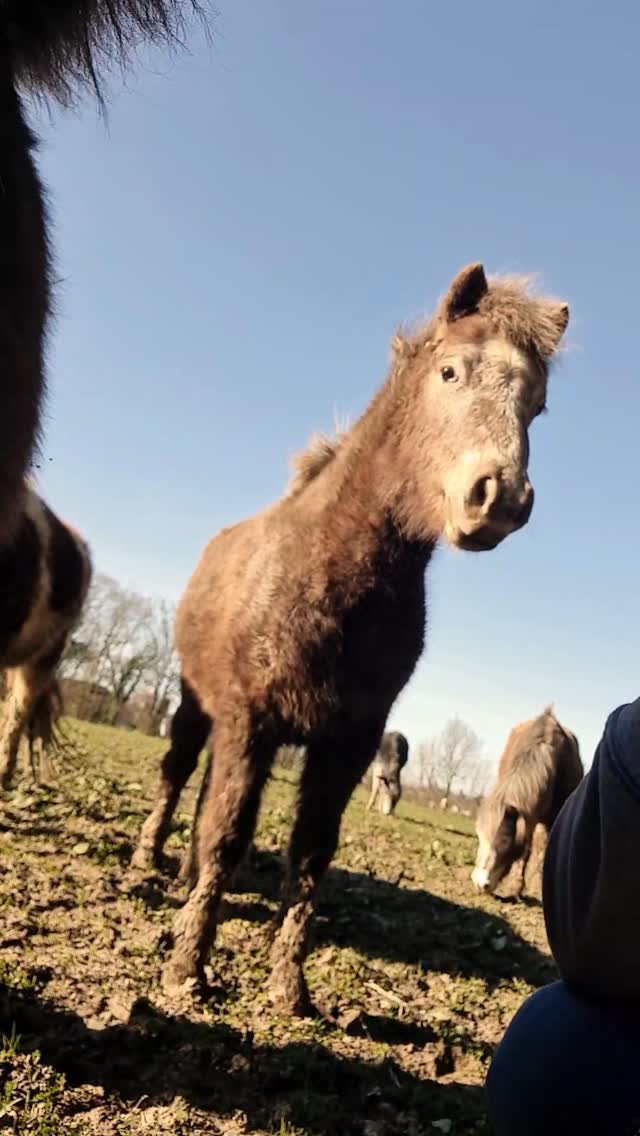 🌞 Du soleil & des poneys 🐴
Supplément morsure 😅
#ain #bourgogne #agriculture #poney #soleil