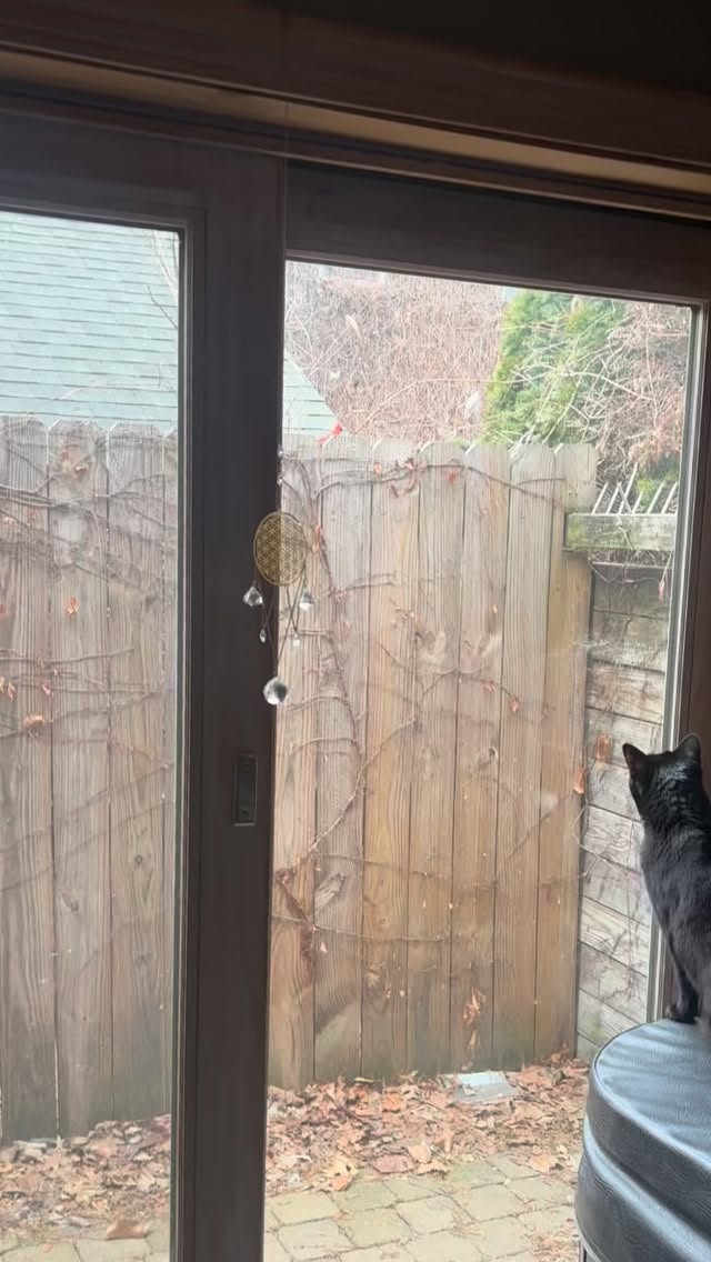 What a blessing on today’s Full Moon! 🌕
It’s the “full worm moon” and all these cardinals and robins out is definitely proving that there must be some juicy worms emerging! 😜🪱
Tonight we have our Women’s wellness gathering here at OPE from 6-8pm. Donations appreciated 💞