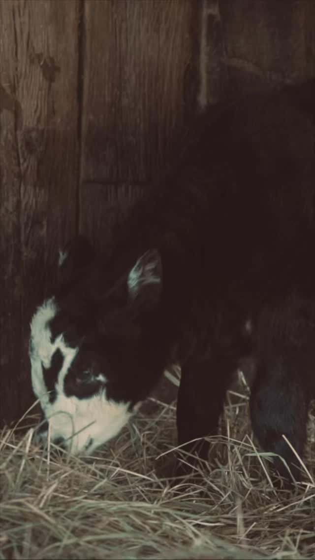 It’s official Spring is Here and I’m LOVING it, sunshine, warmth in the air, flowers in the garden and calves!!
We still only have one but every day is getting tenser with hopefully seven more to come 🐄
We’re off for a few episodes of lost by the fire then an early night 🖤
#countrysideliving #farmlife #cowlove