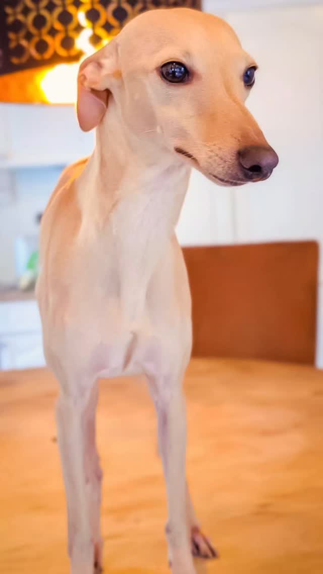 Cappuccino
Eros la storia dell vento
11 Months old
https://italiangreyhound.breedarchive.com/animal/view/eros-la-storia-del-vento-d8755bdf-ab5a-48ff-9f81-1203118cea55