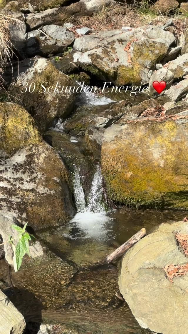 30 Sekunden Energie tanken ❤️ #mel4animal #veldenamwörthersee #energy #waldbaden #happydog