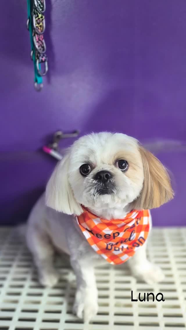 Luna after her spa day ☺️