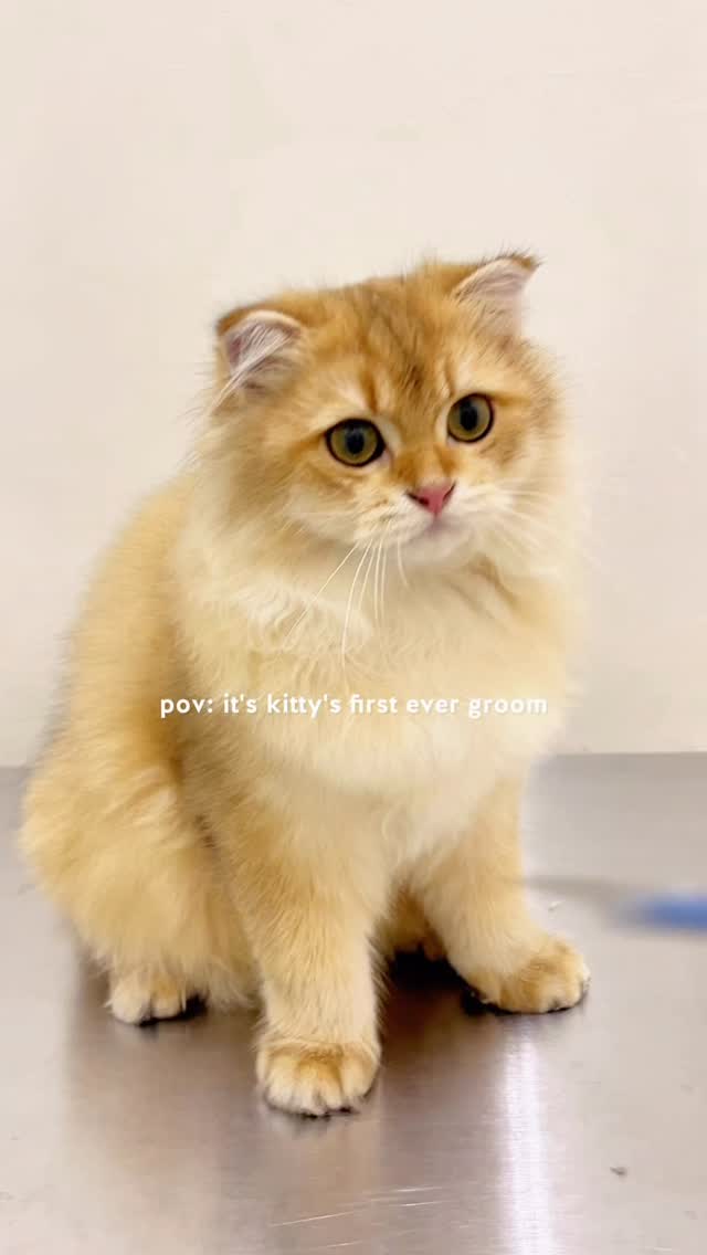Legend says…we’re still grooming her to this day.
This is why starting grooming young really matters. Early exposure helps kittens get comfortable with grooming tools, the environment, and being handled – so grooming feels a lot less scary as they grow up 🫧🐱
〰️
𝗴𝗿𝗼𝗼𝗺 𝗸𝗶𝘁𝘁𝘆 𝘄𝗶𝘁𝗵 𝘂𝘀
→ campkittyjb.com/groom