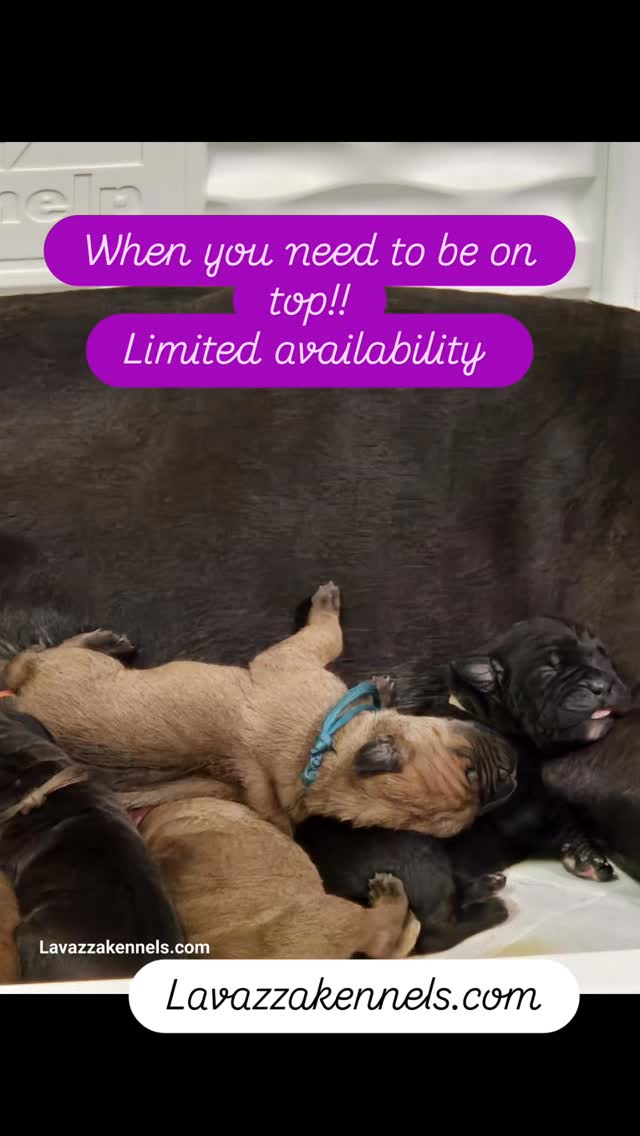 #dogsofinstagram #doglife #akc #canecorso #champion