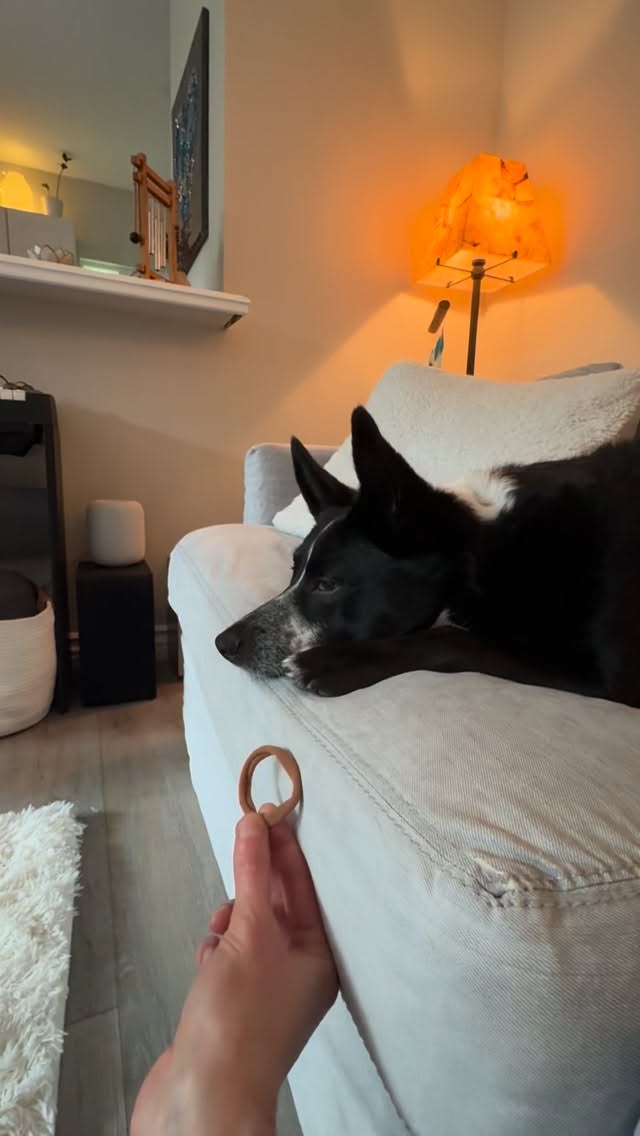 Lessons from Luna: Play 🐾
Take time to just enjoy the moments
#play #dogs #dogsofinstagram #wellness #moment