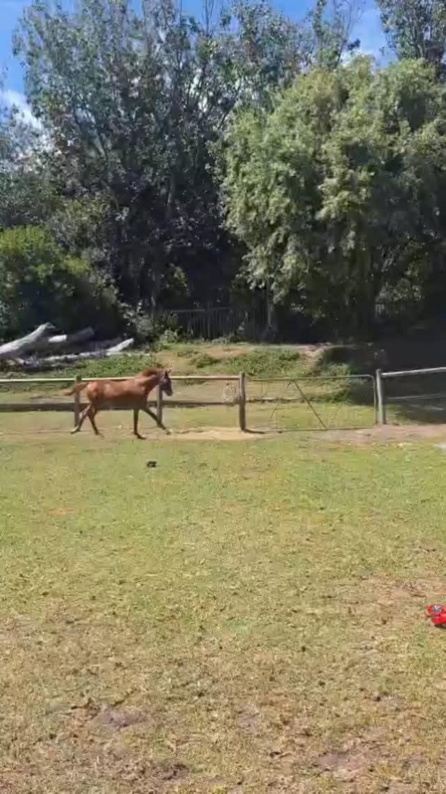 🐴 Happy Monday from Tom Ro Haven!
We believe Mondays are better when you’re horsing around 😄
Between the nudges, the nose kisses, and the cheeky personalities in our paddocks, there’s always a reason to smile here.
Every rescued horse carries a story — and every moment of play, trust and healing is a reminder of why we do what we do.
At Tom Ro Haven, healing happens through connection — for horses and for the children and vulnerable adults who find hope in their presence. 🤍
Let this be your reminder:
Start the week with joy.
Find the fun.
And don’t forget to horsing around a little. 😉
💛 Support a rescue horse
💛 Share our story
💛 Be part of the healing
#HappyMonday #HorsingAround #TomRoHaven #RescueRehabRestore #EquineHealing MondayMotivation