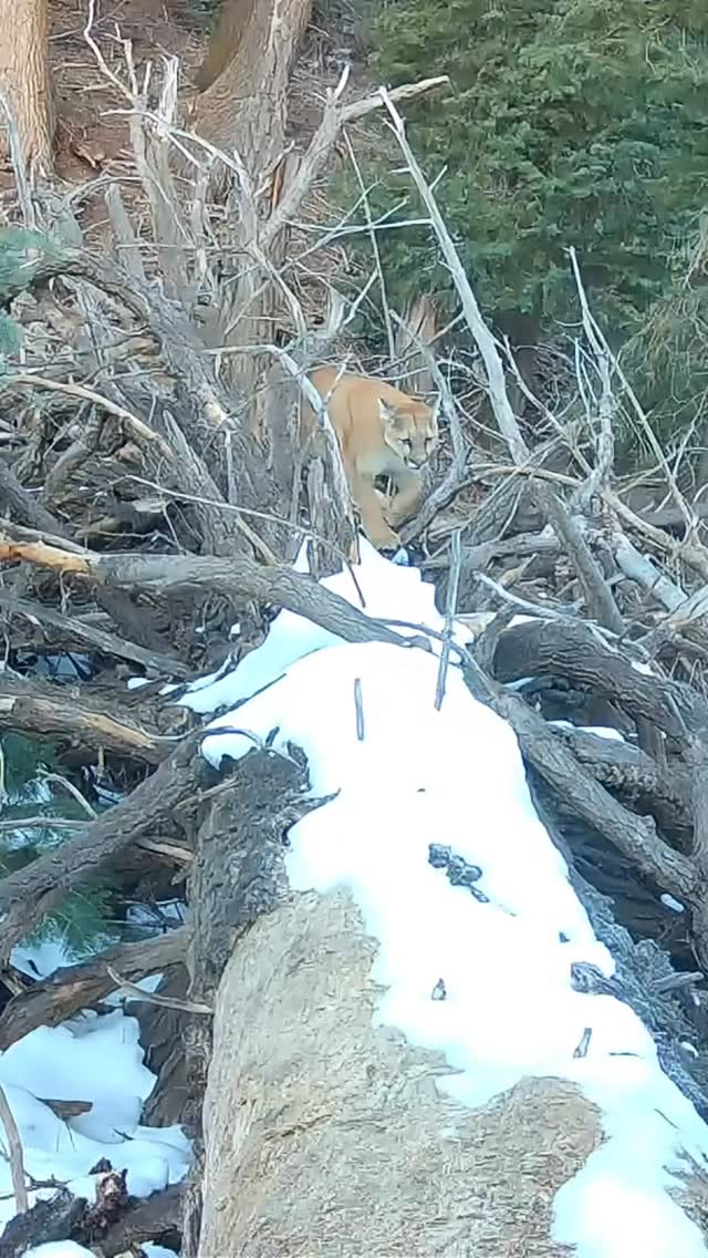 Leona is a survivor. 🐆
In February 2024, poachers discovered Denise’s camera traps and set steel traps in front of them. Leona stepped into one and vanished into the forest, dragging the trap with her. For months, Denise feared she would never see her again. When Leona finally returned, she had lost two toes but she was alive.
Despite her injury, Leona endured. She later gave birth, but raising kittens with such a severe handicap came at a cost. Another female known as Seneca went from raising three cubs to four, and one may have been Leona’s. Leona was left with just one. She poured everything into her survival. Juniper.
Denise’s cameras captured the story of a mother who refused to give up. Against the odds, Leona raised Juniper to independence. The last time they were seen together was only a few months ago. A final moment between a mother and the legacy she fought so hard to protect.
Stories like this remind us why camera trapping matters.
📹 Camera trap footage by Denise, member of The Wild Cat Imaging Project
#wildlifeconservation #wildlifephotography #mountainlion