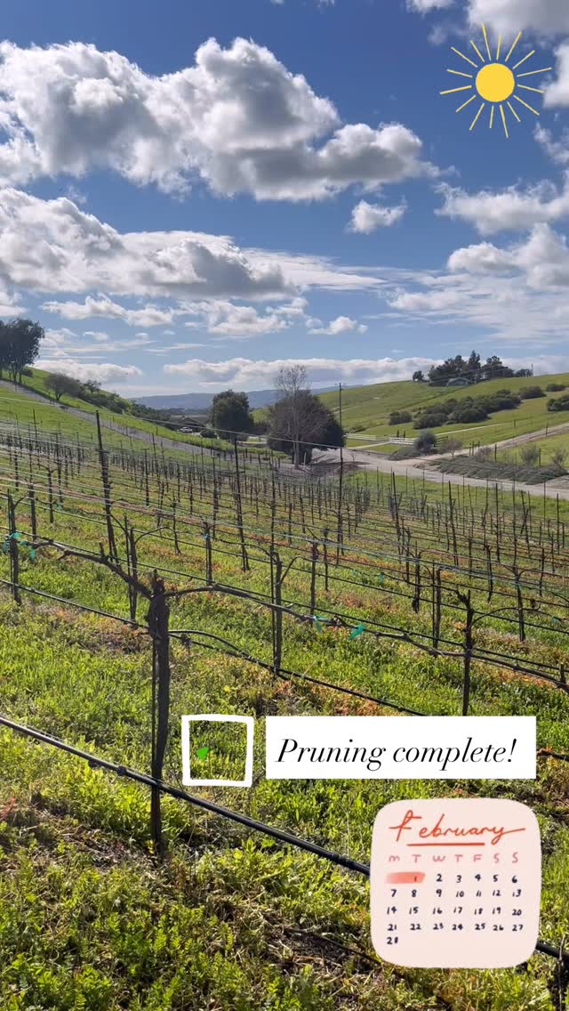 #vineyardvines #vineyardvibes #pruningseason #pasorobles #vineyardlife