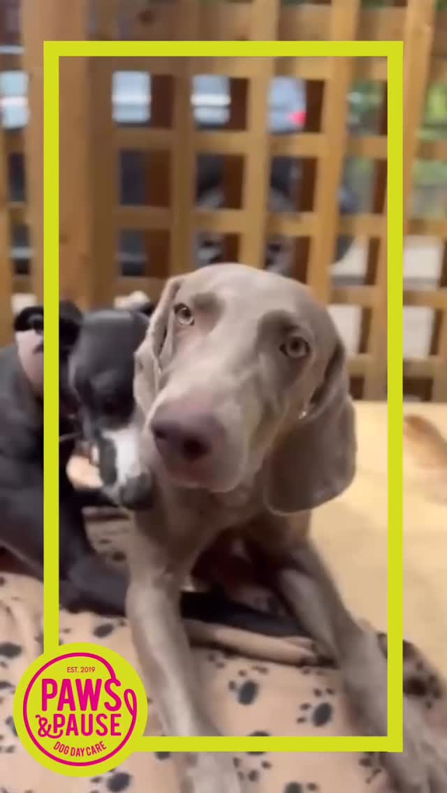 Best friends are made at Paws & Pause. 💖
With our same dogs, same day, every week approach, your pup gets to see their besties regularly and build stronger, lasting bonds—far beyond what they’d get from a quick meet in the park.
Enquire today to claim a free trial day and give your pup the social life they deserve.
#pawsandpause #dogdaycare #doggydaycare #londondogdaycare #dogsofiglondon
