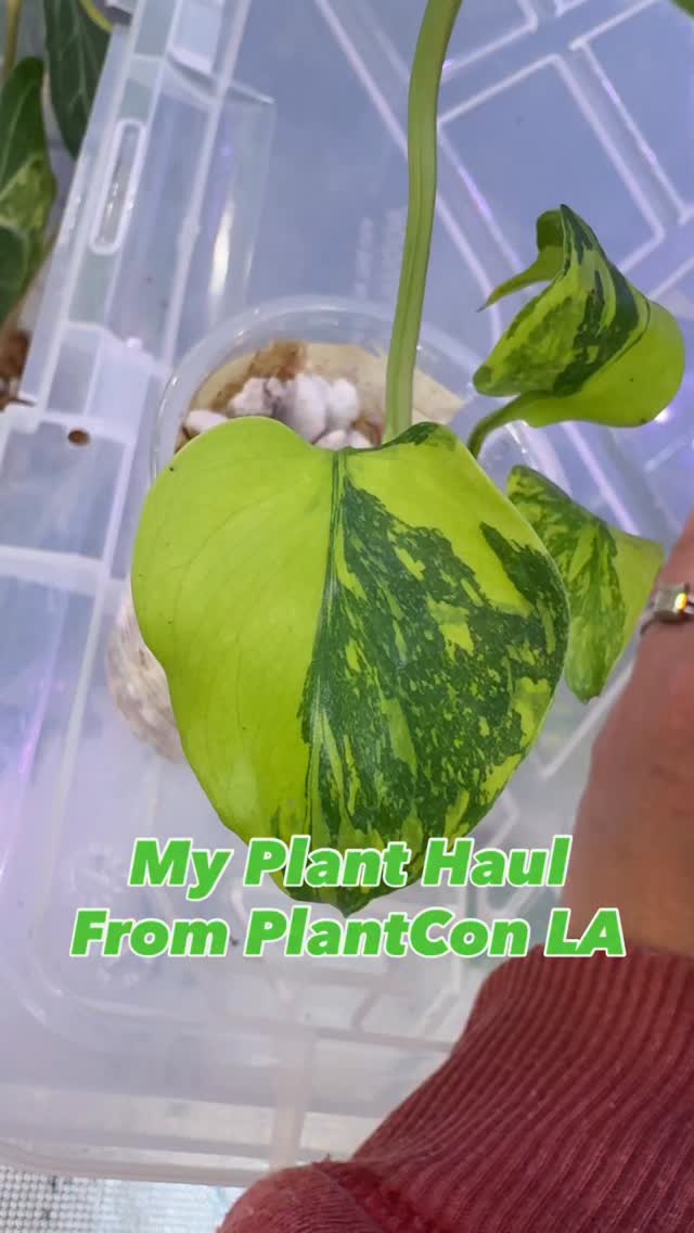 A lil something for myself 🙈🙈
Eventho I keep telling myself, I am on a plant ban. Are you like this too?
Happy Friday, plant fren! 💚💚
Now I am truly on Plant Ban. 🙈
🌱Monstera Electrolyte (with potential to be Golden Lion) from @aroiddad
🌱 Anthurium Aus Red Vein Black Cherry x RVDP and Cape Oasis x Heinz, both from @hoffmanihai
#plantsmakepeoplehappy #plantban #plantsmakepeoplehappy #plantshopping #anthuriumaddict #icanthelpmyself #plantlife
