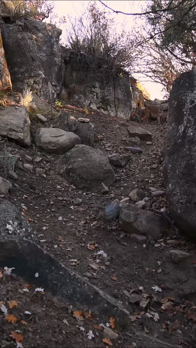 A mother mountain lion and her cub pass quietly through a Colorado ravine. 🐾
Captured by WCIP team member @codylooman, this rare moment unfolded on a trail where ranch land meets forest and a river cuts through the canyon. It is a natural corridor used by at least 14 species, with lions moving through each year.
Though conflicts in the wider area have occurred, they are rare. Most lions navigate these shared landscapes unseen.
Coexistence in motion 🐆
#mountainlion #conservation #wildlifephotography