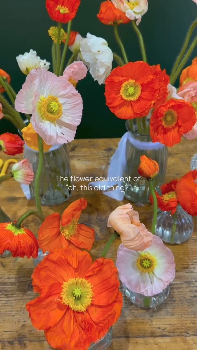 With absolutely zero intention of being subtle 🧡
Paper-thin petals so delicate they almost feel untouchable.
And still?
They outshine everything around them.
Getting married? 🤍
Let’s talk wedding flowers and bring your ideas to life, book a consultation with Monet and we’ll create something truly personal to you.
𝐰𝐰𝐰.𝐦𝐨𝐧𝐞𝐭𝐬𝐟𝐥𝐨𝐫𝐢𝐬𝐭𝐫𝐲.𝐜𝐨𝐦
or click the 𝐋𝐈𝐍𝐊 𝐈𝐍 𝐌𝐘 𝐁𝐈𝐎
#poppy #poppies #flowers