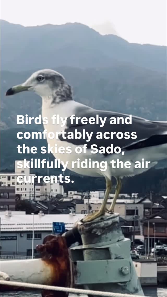 #佐渡 #sadoislandgold
