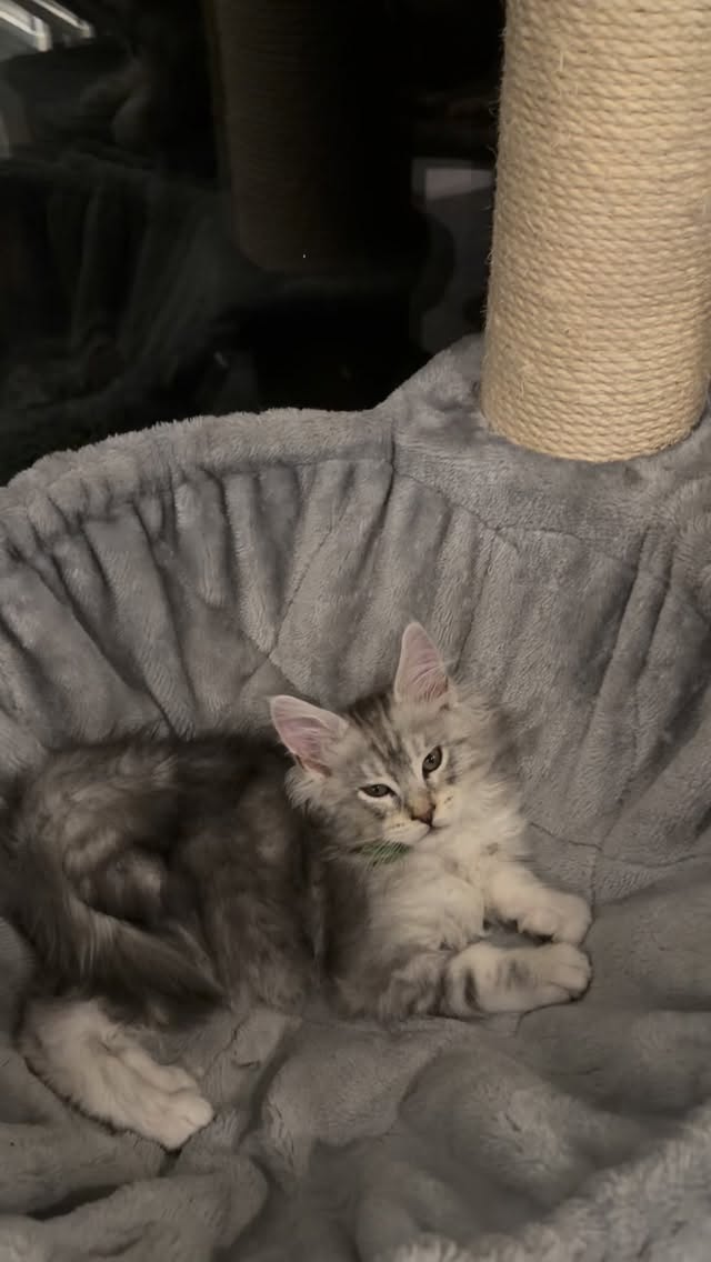 Bed time 🥱😻#mainecoon #kittyforsale #mainecooneforsale #catsofinstagram #catlovers