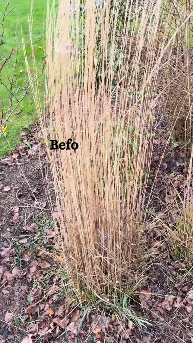👩🏽🌾 Cutting back ornamental grasses 🌾
Now’s the time to give ornamental grasses their annual haircut.
Varieties like Calamagrostis and Miscanthus are just starting to push new growth, so cut them back before those fresh green shoots get tangled in last year’s foliage.
I cut mine down to about 10–15cm or secateur height and chop and drop. No clearing away here. I leave all that old growth around the base to naturally mulch the soil, suppress weeds and feed the border as it breaks down.
A tidy haircut on top, goodness for the soil below, what more could the plant want!
Have you cut yours back yet?
#thegranarygarden #gardendesign #ornamentalgrasses #gardeninspiration #ukgardening