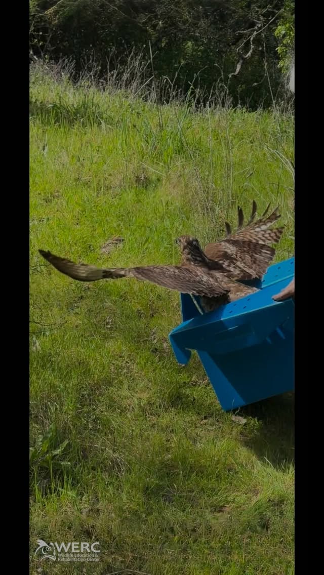 This is what we live for at WERC - release days. This one hawk came in because he was weak and could no longer feed himself. It’s a common problem hawks when they are searching for new territories this time of year. We gave him time to recover and learn better hunting skills and today he is wild again.