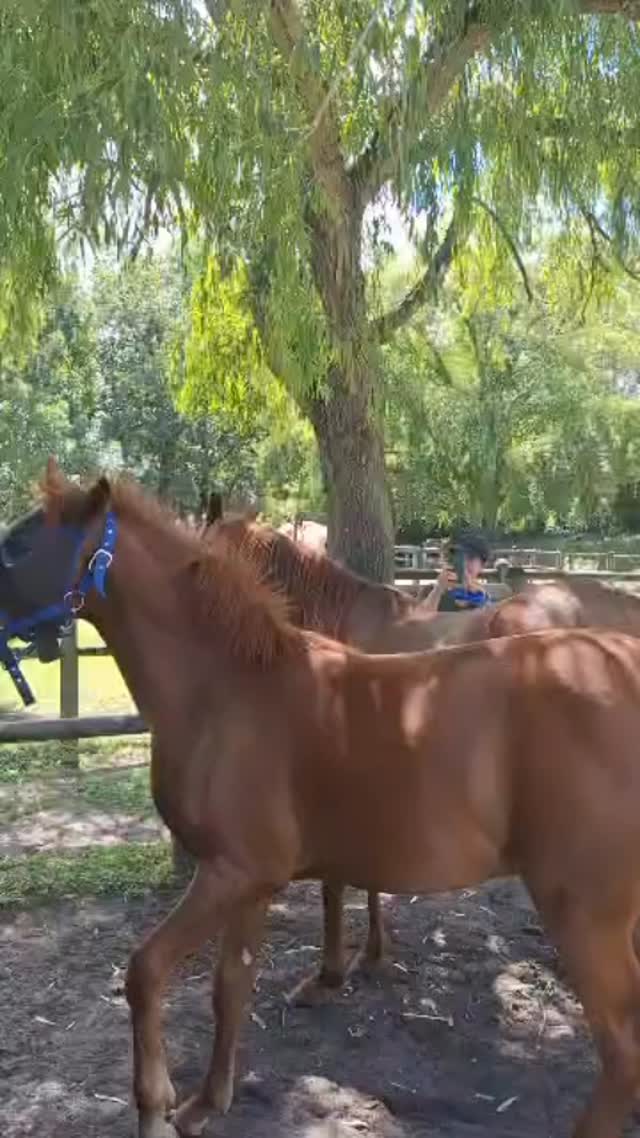 Joy looks like this.
No awareness of what we’re carrying — only presence, play and freedom.
Horsing around and having a ball,
completely unaware of land needs, plans or pressure.
These moments steady us.
And somehow, they remind us exactly why Tom Ro exists.