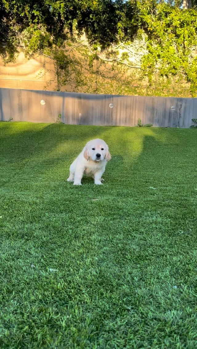 Sunday Funday!🐾☀️😎
#goldenretriever #goldenretrieverpuppy #puppies #puppy #sunday