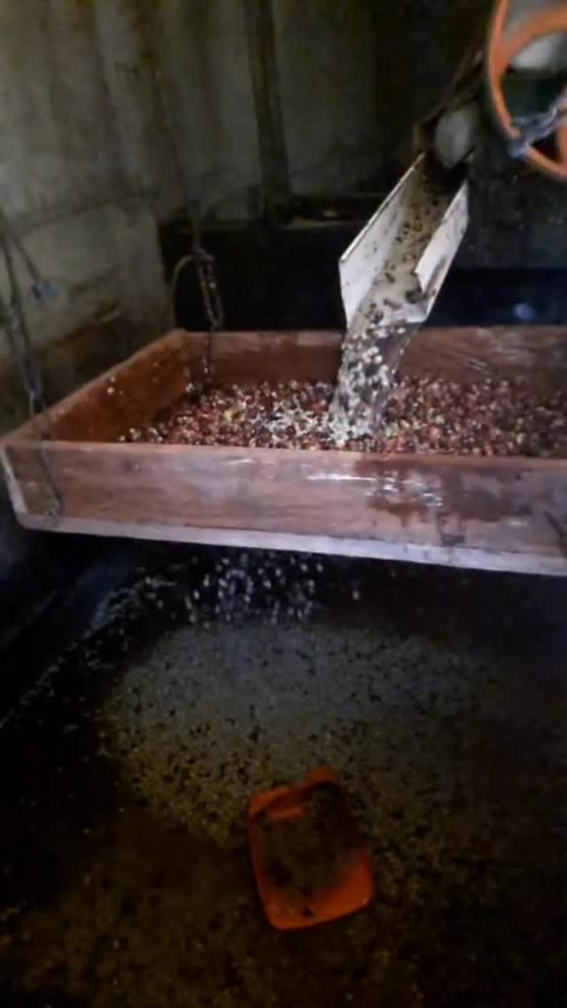💰 This is a low-cost way to separate undepulped coffee cherries before passing them back through the depulper.
🤝 If you’re a roaster seeking a long-term business relationship with the specialty coffee farmers who farm your beans, reach out!
🔗 Click the link in our bio or DM our farming group. We ship almost anywhere on pallets.
#carbonicmacerationcoffee #cofermentcoffee #microlotcoffee #naturalprocess #honeyprocess #thirdwavecoffee #anaerobiccoffee #pacamara #directtrade #directtradecoffee #woc #sustainablecoffee #biodynamiccoffee #coffeeroaster #coffeesorting #coffeeroasting #coffeefarm #sampleroasting #goldmtncoffee #coffeefermentation #nicaraguancoffee #worldofcoffee #nofilter #maracaturra #geishacoffee #maragogype #pacamara