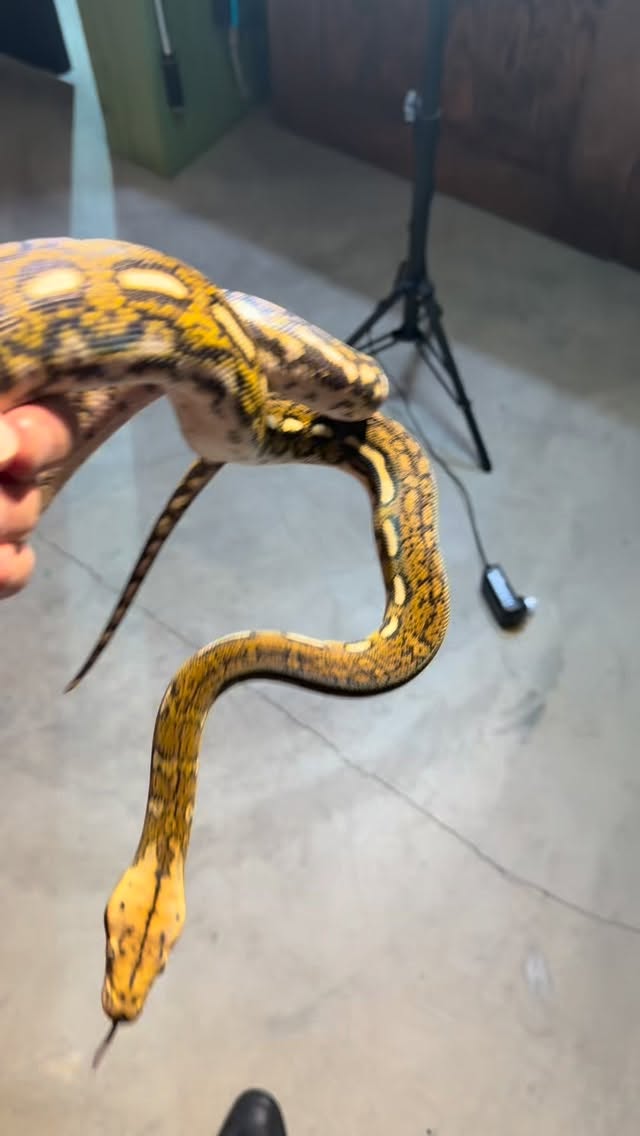 Aztec Tiger 50% Kayuadi poss mocha/white #holdback