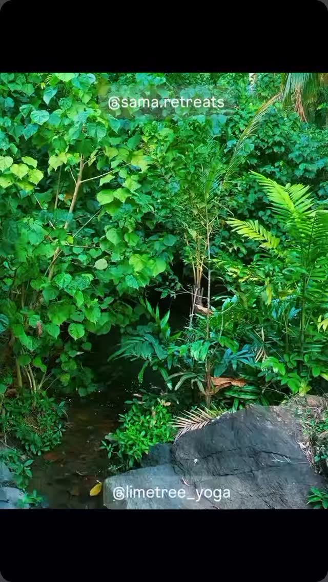 Grateful, always 🙌
.
.
#srilankayogaretreat #srilankatravel #yogasrilanka #limetree_yoga #soundhealing
