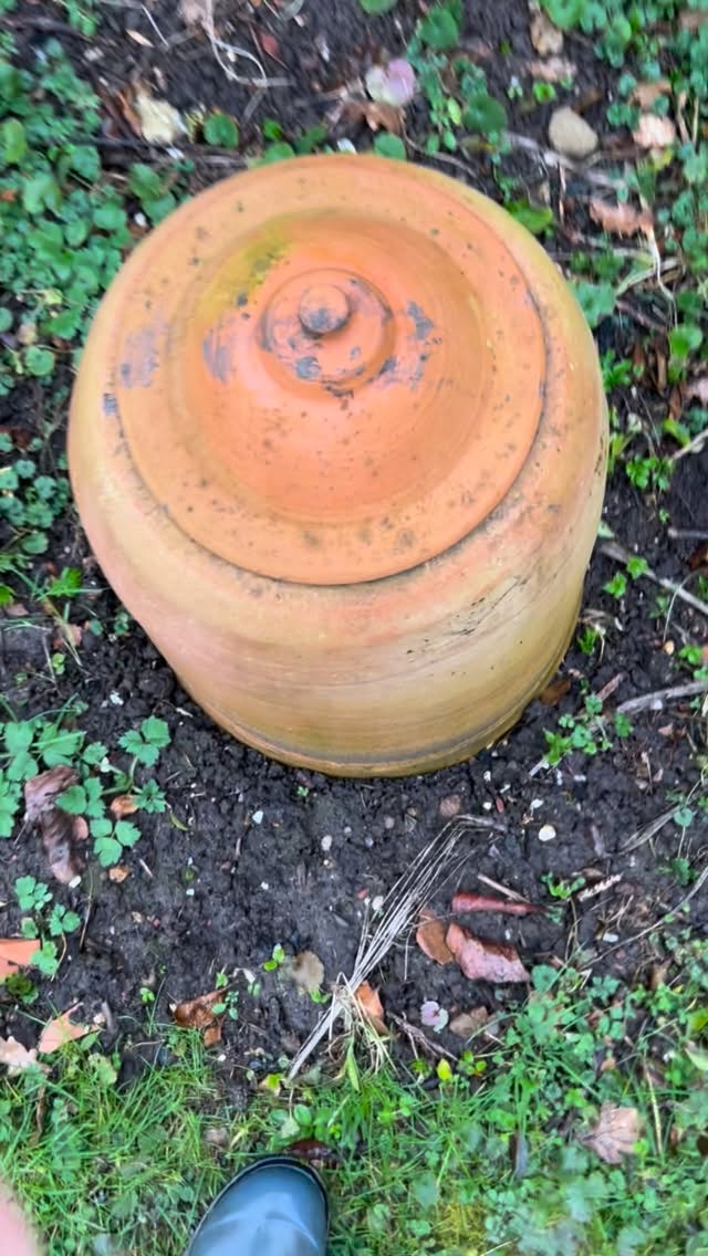 Well I didn’t expect the forced rhubarb to grow quite so quickly in 6 weeks! I really want taller and thicker stems so I have swapped the pretty terracotta forcer for a much larger bin to allow the stems more height to grow. I’ll check progress in a few days but I reckon in 10 days I’ll be harvesting long tasty stems. Thanks to @snewland97 for the inspo #bins It’s all just a load of rhubarb 😂🩷 #rhubarb #grow #garden #wintergardening