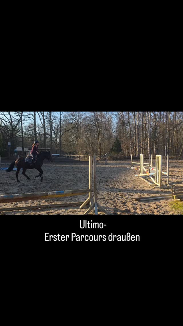 Heute durfte Ultimo den ersten kleinen Parcours draußen springen.
Motiviert, aufmerksam und in einer tollen Art am Sprung – genau so, wie man es sich wünscht.
Bei ernsthaftem Interesse freuen wir uns über eine Nachricht.
#Verkaufspferd
#Pferdeverkauf
#Sportpferd
#Springpferd
#Jungpferdeausbildung