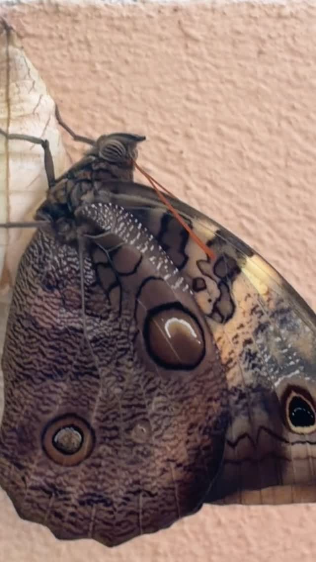 #puravida #peaceofmind❤️ #sohappy #beautifulworld #blessed