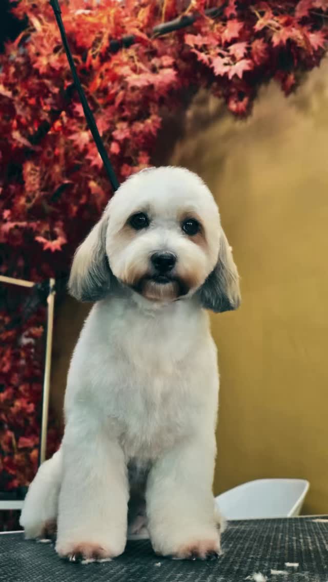 Somos un negocio construido con pasión, dedicación y amor por cada mascota 🤍
Mi negocio es pequeño, pero tu recomendación lo hace grande.
Gracias por elegir calidad, detalle y cuidado exclusivo para tu mejor amigo 🐶✨
#PeluqueríaCanina #elcangrejo #panama #groomingprofesional #HechoConAmor
