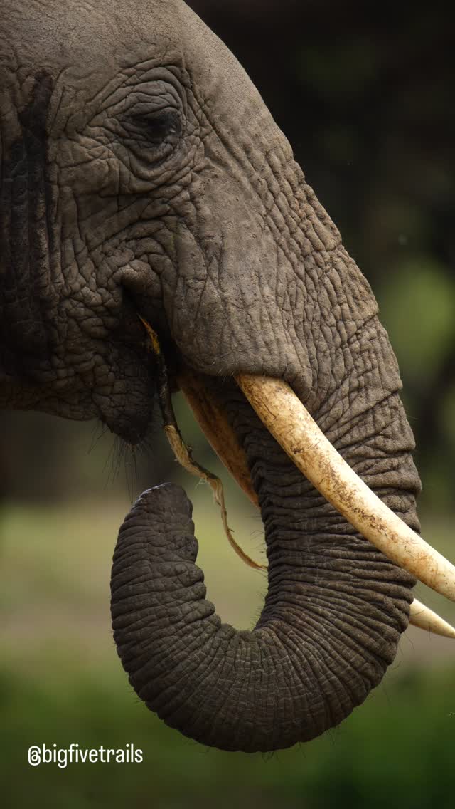 We spotted this elephant in Lake Manyara feeding perfectly, despite missing the prehensile tip of its trunk. It’s amazing to see how these intelligent creatures adjust their techniques to survive.
📩 DM us today to start planning your dream Tanzanian safari!
#bigfivetrails #viajestanzania #lakemanyaranationalpark #safaritanzania #elephant
