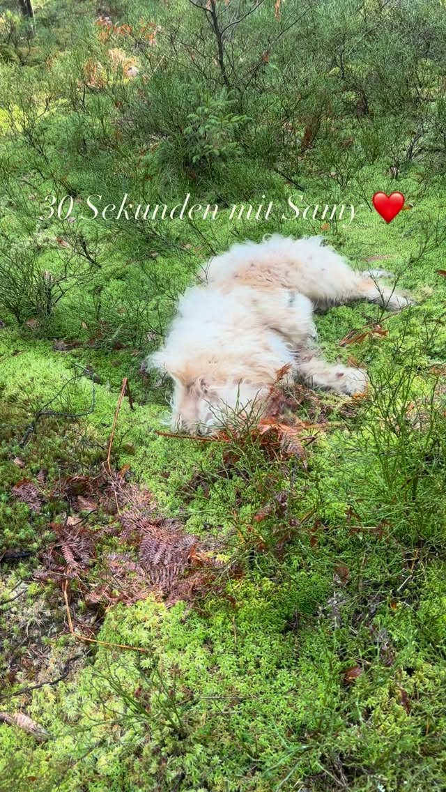 30 Sekunden mit Samy ❤️ #mel4animal #veldenamwörthersee #worldsamys #waldbaden #tierliebe