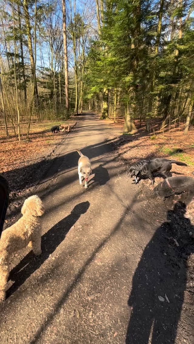 Hondjes zennn, volgeltjes fluiten.. uitlater zennn😍🐶