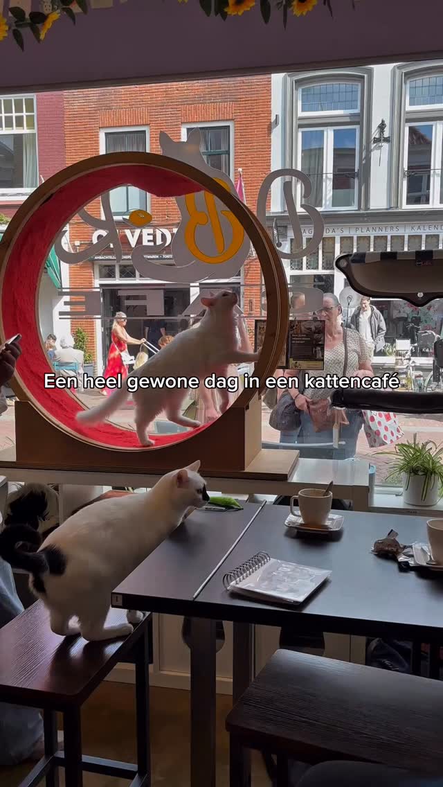 Bij ons ziet een gewone dag er precies zo uit: tien katten die gezellig hun eigen ding doen. Kom het zelf meemaken ze wachten op je.
#kattencafe #kattenliefde #cats #cozyvibes #fypnl”