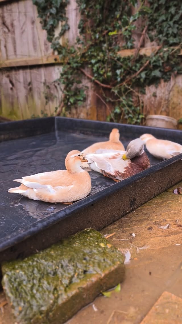 Clean pond time for my Butterscotch's...🤎
Please see my 2026 pricing for ducklings in highlights. Get in touch to you register your interest. First come first served!
#butterscotch #butterscotchcallduck #callducksuk #kent #callducksofinstagram