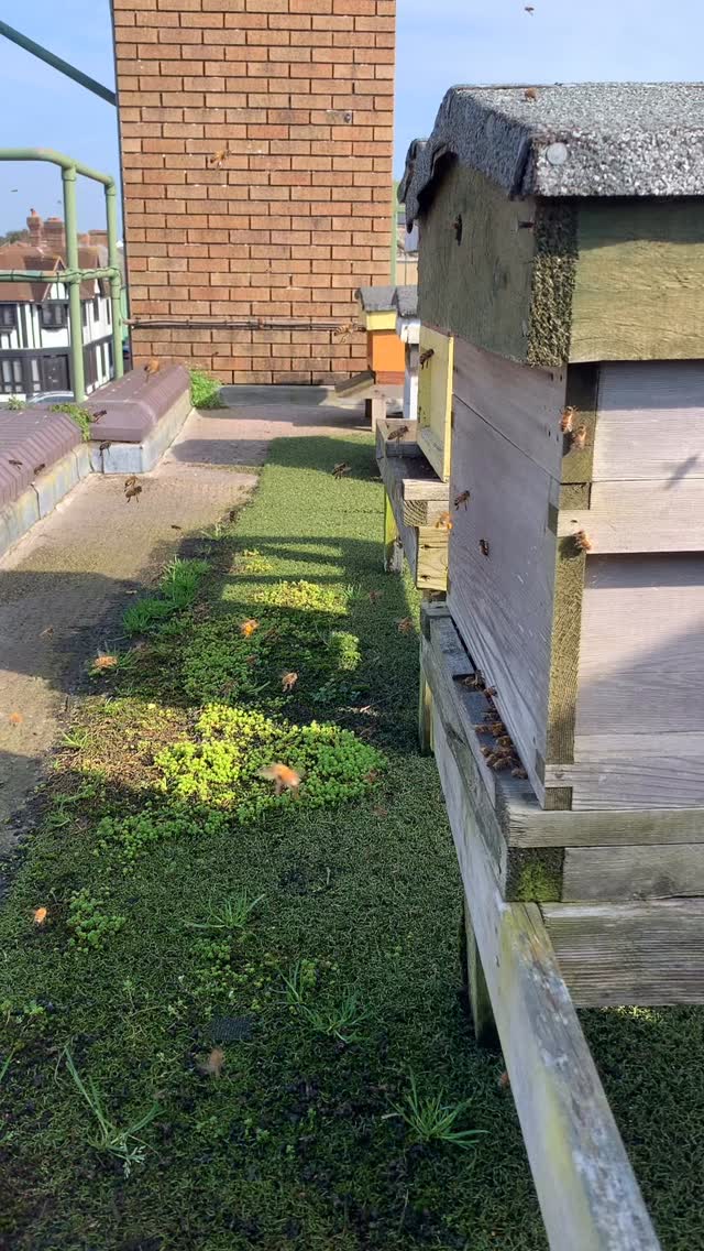 At last a sunny day to be out and enjoy the bees. Feed top up for the ones that need it and going though the equipment check list getting ready for the year ahead. #bees #beekeeper @groundedcommunitycharity #honeybee