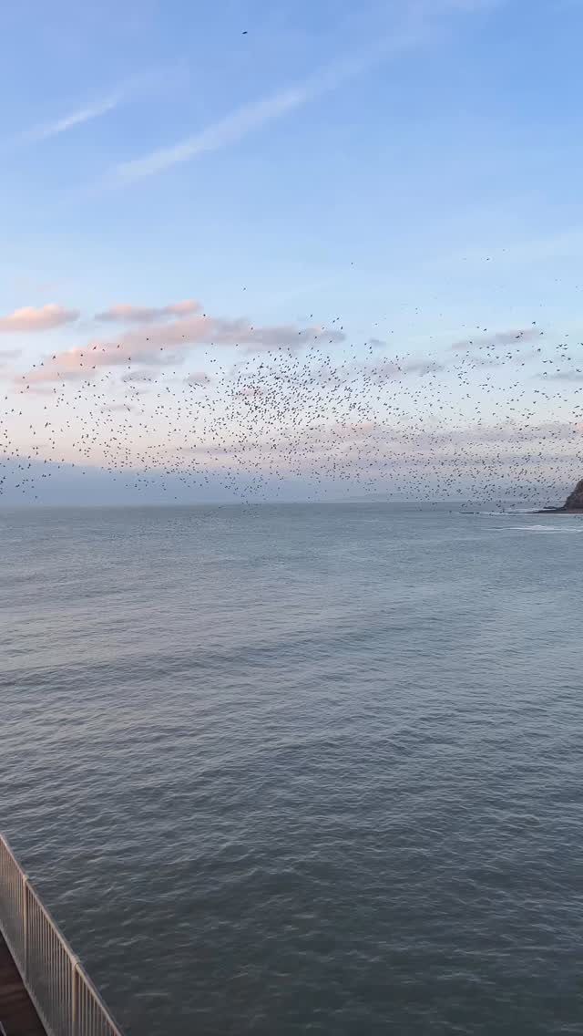 Starlings and sunsets. 🌅