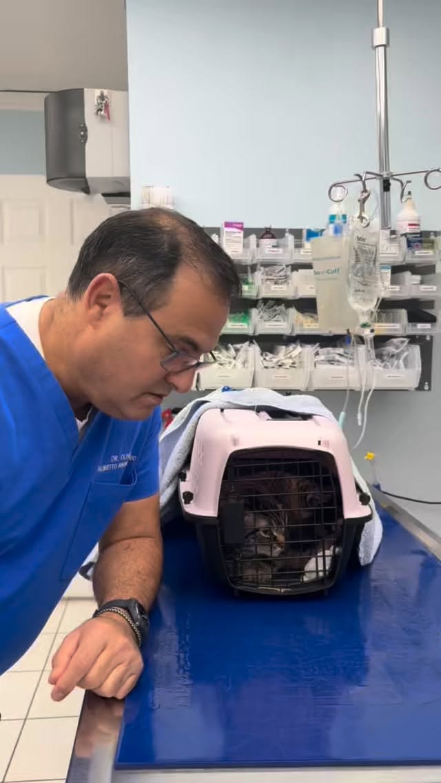 Paciente: solo vengo por un chequeo rápido
Dr. Oliver: ¿y cómo te ha ido esta semana? 🐈💬
Resultado: consulta + terapia gratis 😅🐾
#VetHumor #VetClinicLife #PetParents #FunnyMoment
✨
Palmetto Animal Clinic
📲305-824-9990
📍1919 W 68 St. Hialeah, Fl 33014
🌐Website:
https://www.palmettoanimalclinic.net
#palmettoanimalclinic florida miami hialeah veterinarymedicine vettech vetmed PalmettoAnimalClinic NewPatient FurFamily WelcomeLittleOne