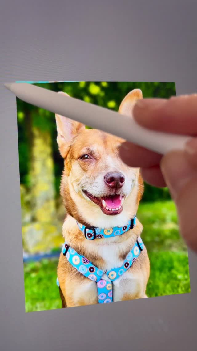 Podnikání a nejenom, není jen o vzestupech a slávě, je to i o pádech a dnech, kdy pochybuješ.
Tak si to píšu i sem, abych nezapomněla - nevzdávej to.
#psiportret #zivotpodnikatelky #pejskari #dogart #pejseknaplatne