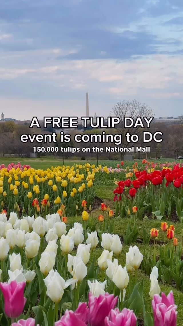 Spring đˇ is arriving early in DC! On March 15, 150,000 tulips đˇ will take over the National Mall for Tulip Day @tulipday.official Enjoy incredible views of the U.S. Capitol and grab a bouquet of 10 free tulips đ
* Reservations: Required for entry.
* Bookings Open: March 2nd @ 8:00 AM
Follow @kateo.dc for more!
#thingstodoindc #tulipdaydc #tulipseason