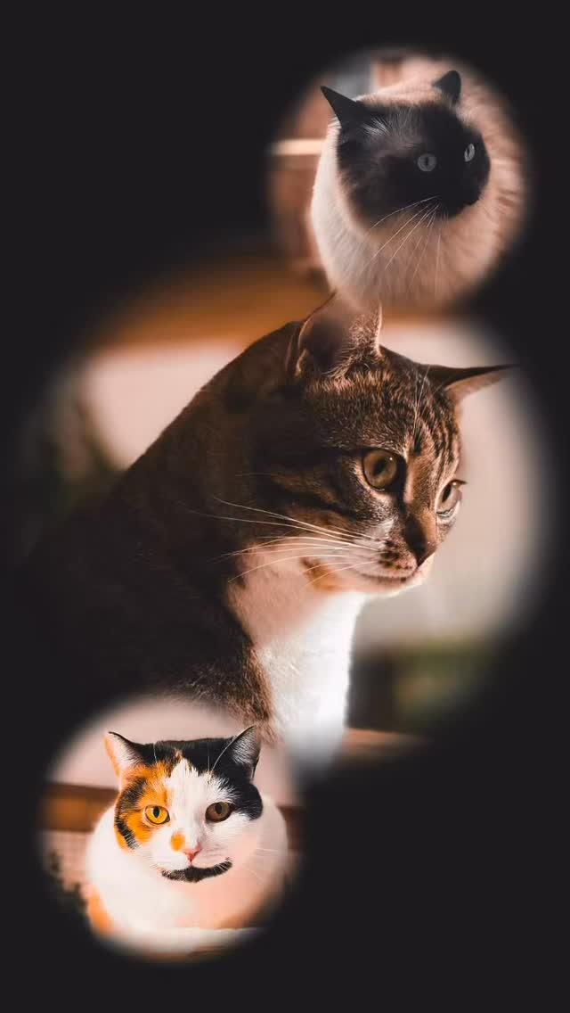 Lovely Moments ♥️🐈🐈⬛♥️
.
.
.
.
#cat
#katzenpension
#fellliebe
#love
#katzenliebe