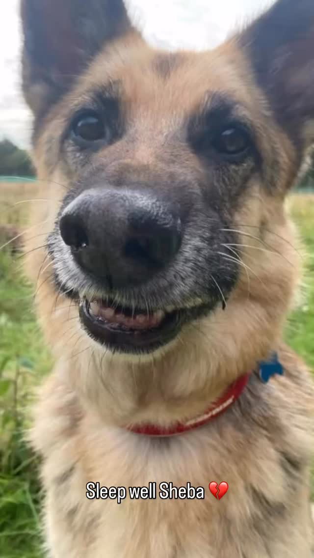Yesterday we lost another Pawsome family member, our dear Sheba. She has been coming to us weekly for 7 years! She was the sweetest German Shepherd you could ever ask for! We are so truly grateful to Nick and Jaq’s for letting us share in her life for so long. What an absolute pleasure she has been!! We are all devastated to loose her but I know Twix, Harry, Barney, Axel, Bramble, Stella, Lily, Seren and Riley will all be there to welcome her with open Paws and to show her where all the best sniffs are 🥰 Rest easy sweetheart.