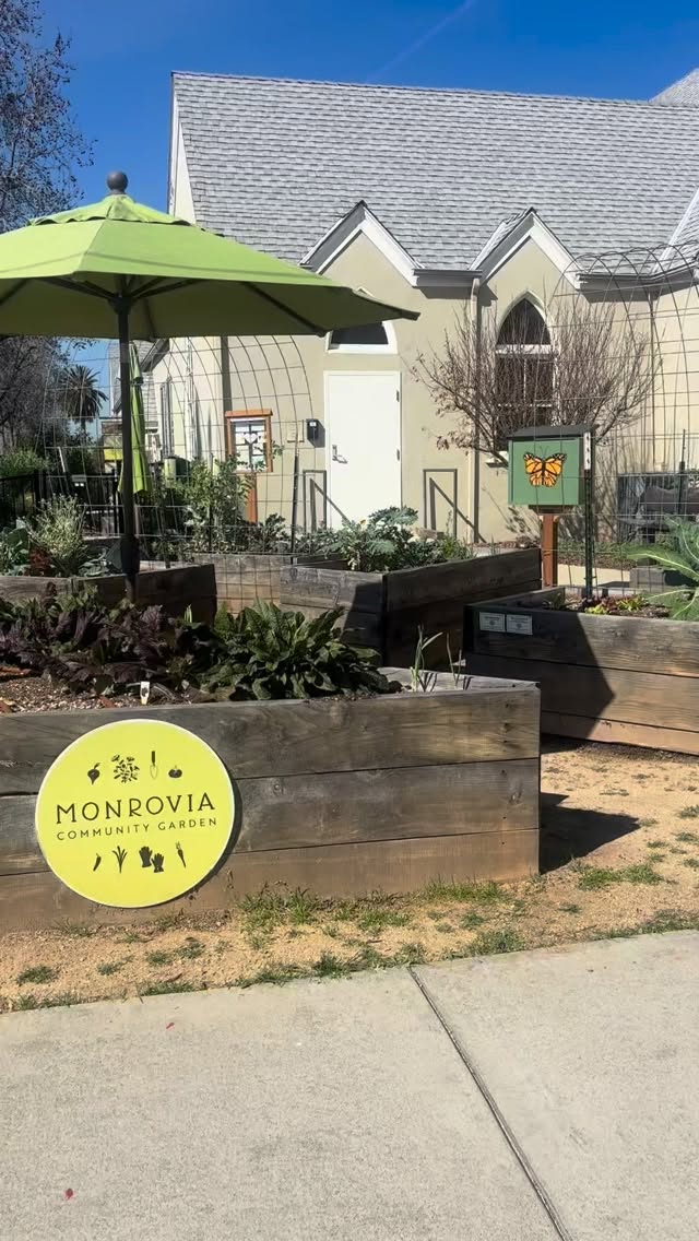 2 days left until Compostpalooza!! Thank you Monrovia Councilmember, Edward Belden, for dropping by on his bike and helping us spread the word! 🚴
Compostpalooza, coming THIS Saturday, offers free compost, free raffles, free worm bins, free education, crafts, activities, giveaways, and resources.
📅 Saturday, March 7
⏰ 9:00 AM - 12:00 PM
📍Monrovia Community Garden
303 West Colorado Blvd, Monrovia, CA 91016
🌱 RSVP in @foodedofficial bio!
Don’t miss out and register today to secure your spot for all these goodies and more!