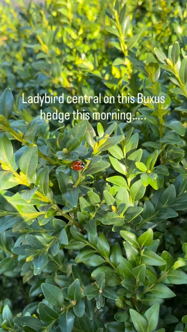 Soooo many ladybirds on this Buxus hedge this morning. Most were enjoying the early March sunshine. Some were making friends!