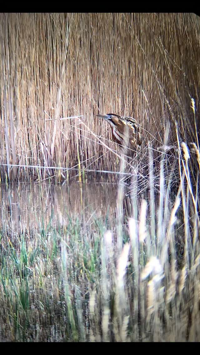 Patience is a virtue!
Hope you have had a good #wildlifewednesday
Bitterns will be booming soon, have you ever heard one? @rspb reserves such as @rspbminsmere and @rspbleighton_moss are great places to.visit to try and spot them!
#noticeNature #bekindwatchbirds #ukwildlife #naturenerd