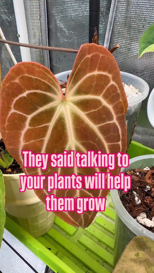 Do you talk to your plants?
I guess you know which one I am. 😅
I have plantxiety!
#plantsmakepeoplehappy #planthumor #plantlife #plantmom #indoorgrowtent #growingchallenge #supportsmallbusiness #anthuriumaddict