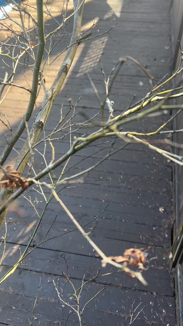 Pruning Tip - To remove deadwood on Japanese maples, simply snap off with your fingers. This is more efficient than cutting when you have a lot of small ones in close proximity. 🫰
* This is only for small, thin branches. Larger branches will require secateurs and pruning saws for proper cuts.