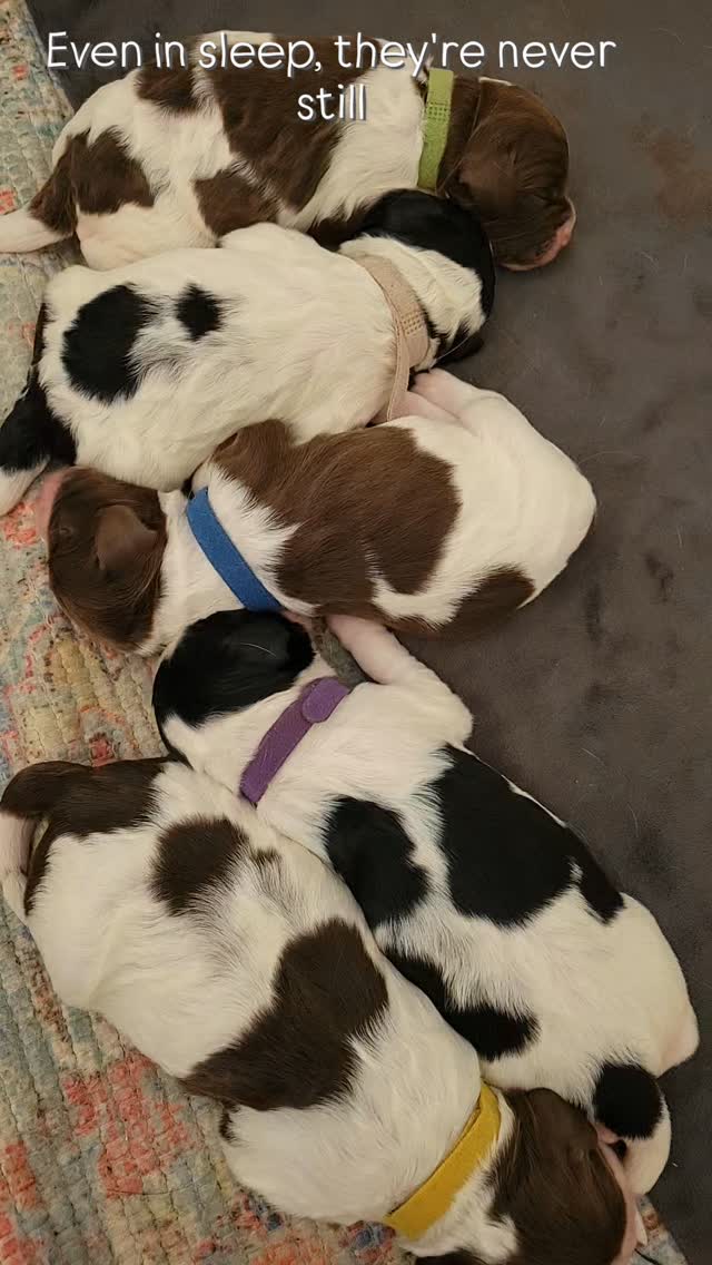 #dog #puppy #spaniel #love #sleep